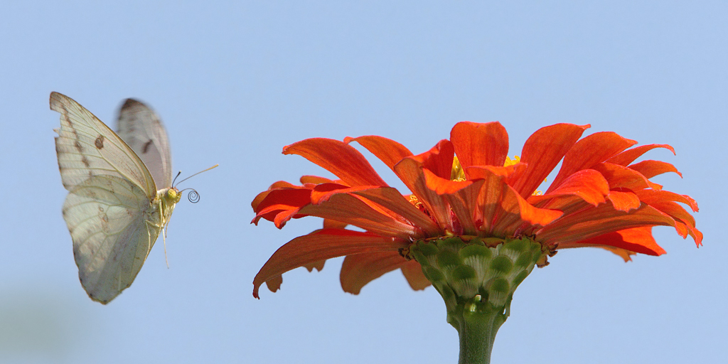 Cloudless Sulphur Sky