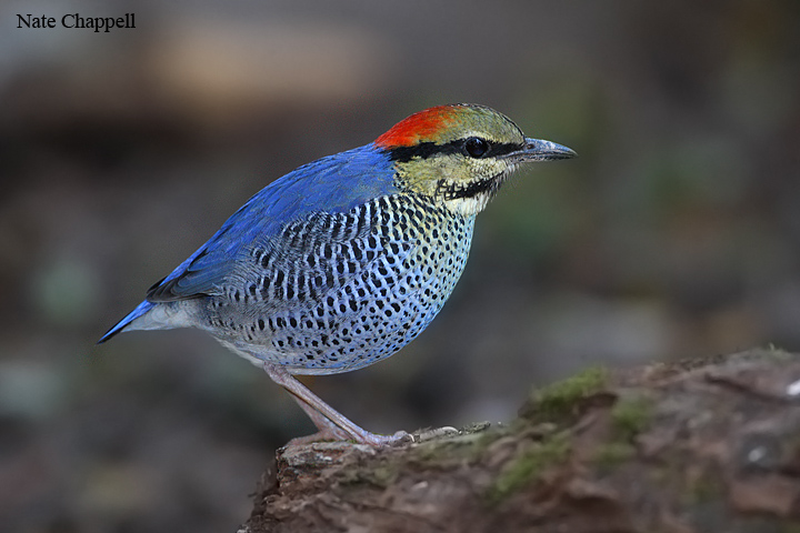 Blue Pitta