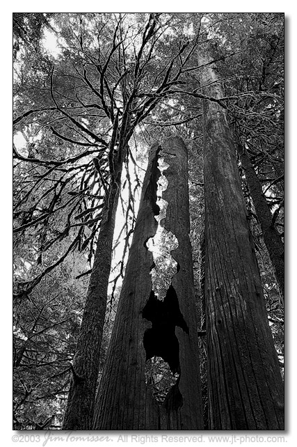 Ghost Tree