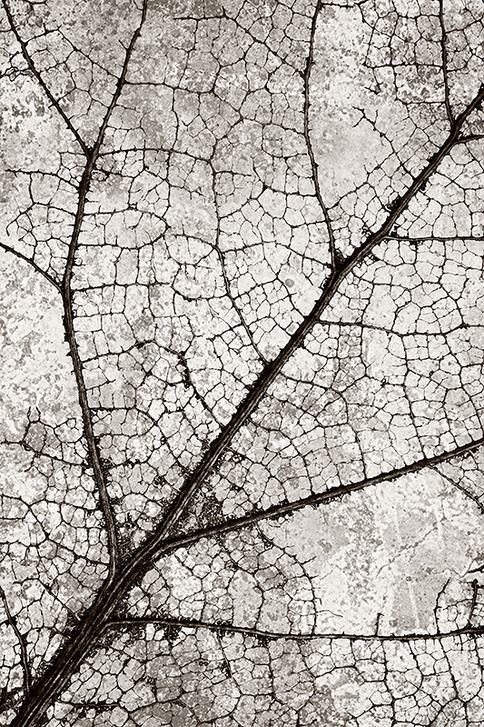 Leaf Skeleton