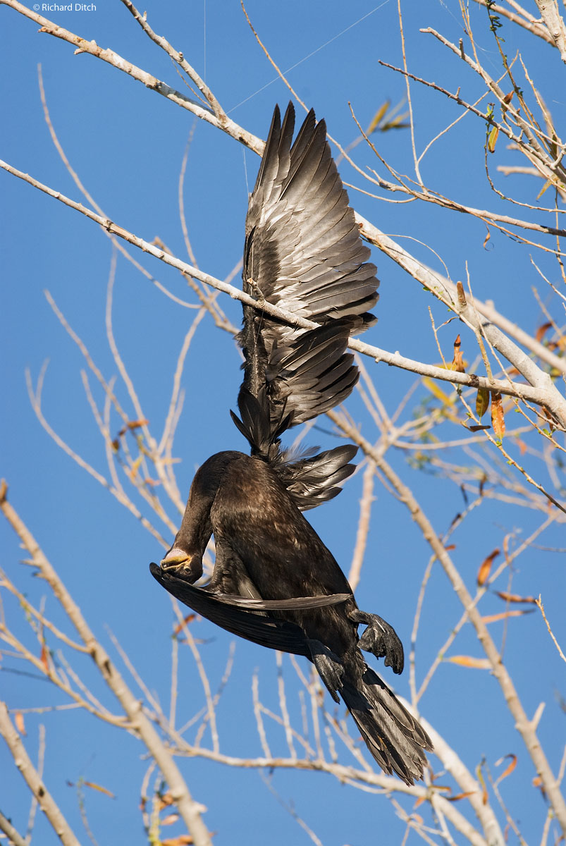 Neotropic Cormorant and fishing line