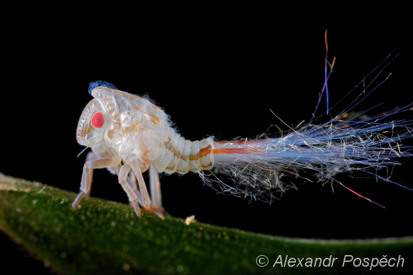 Christmas Auchenorrhyncha from Borneo