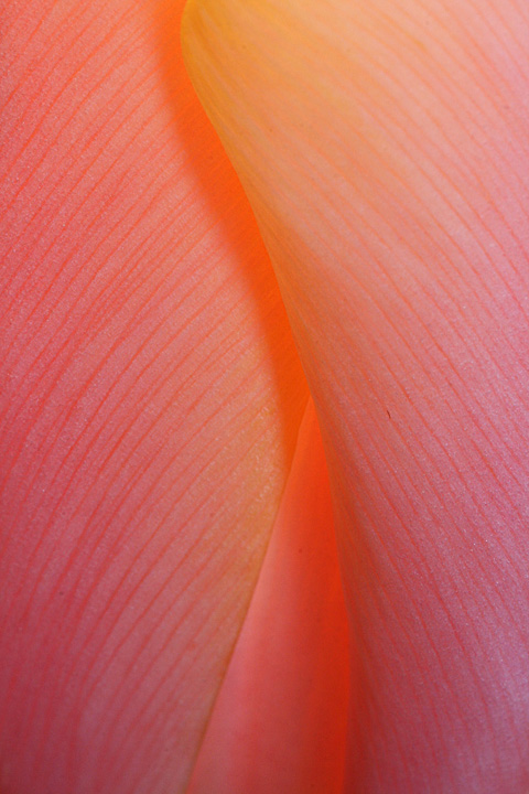 Tulip`s secret