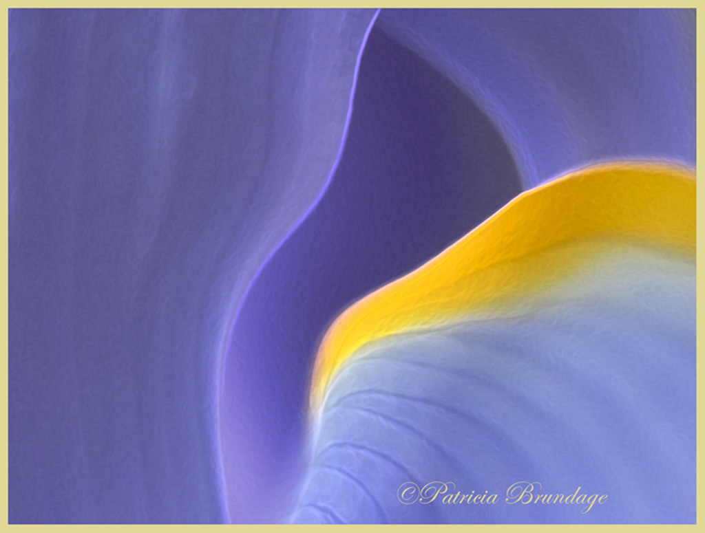 Iris Abstract