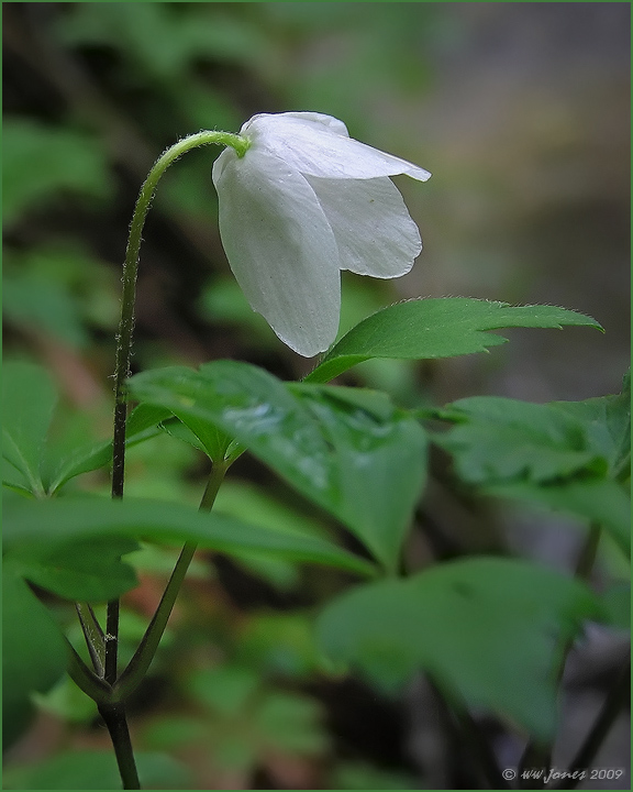 Wood Anemone...Sleeping