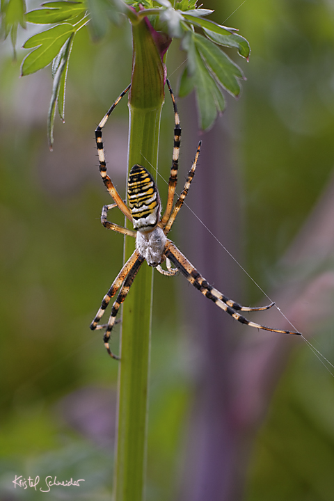  Wasp spider