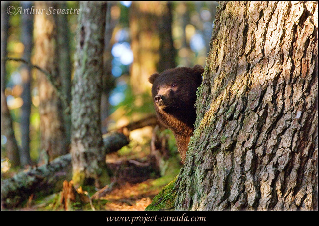 Grizzly