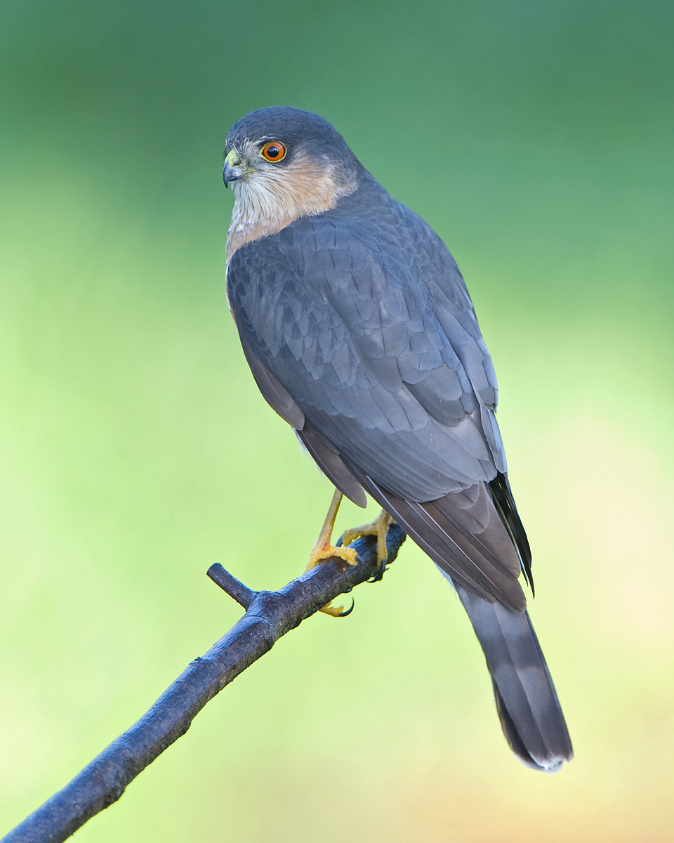 Sharp-shinned Hawk