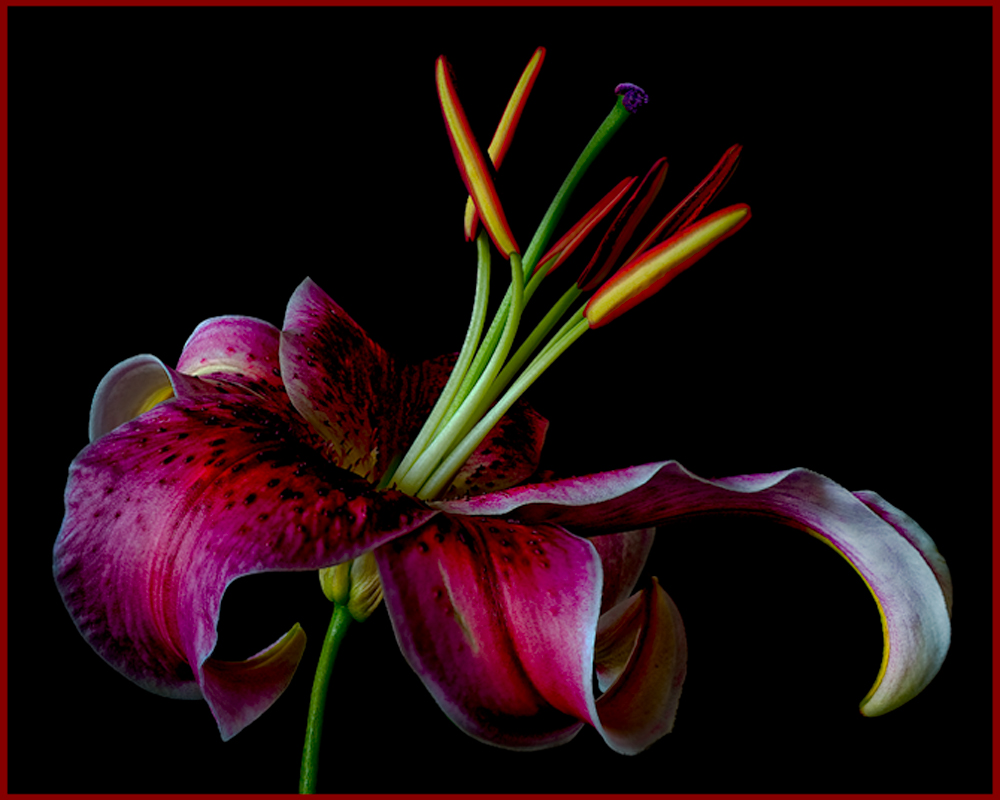 Star Gazer