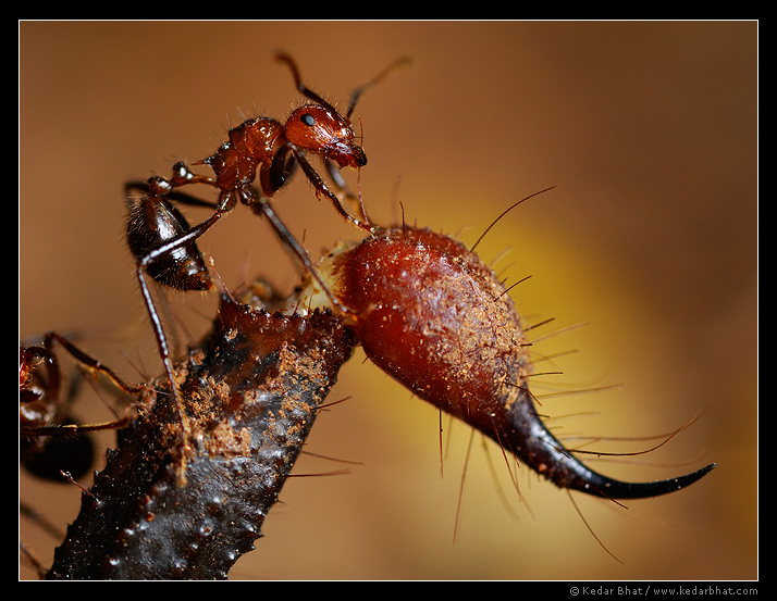 Killer ants