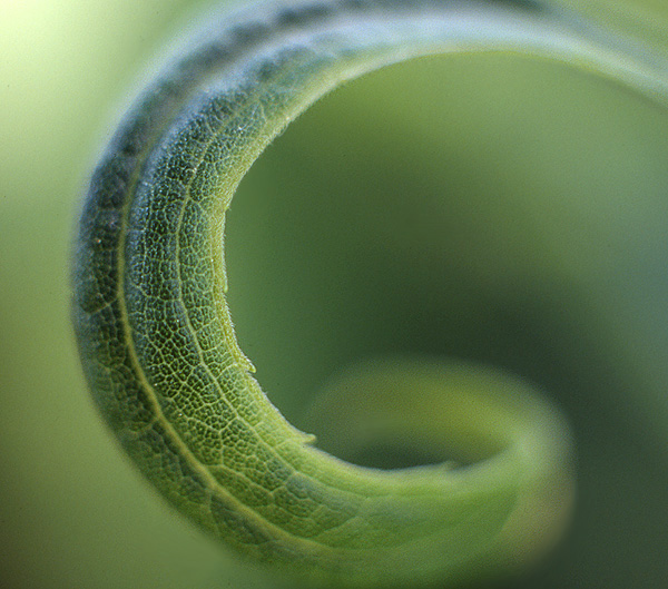 Spiral