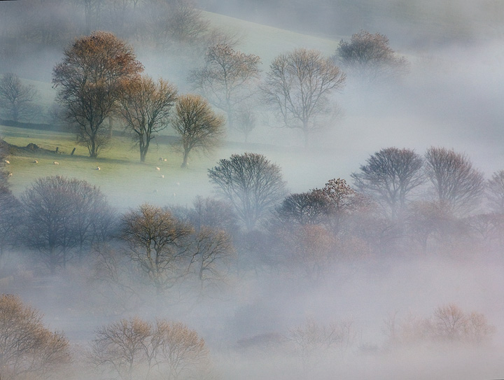 Trees in the fog