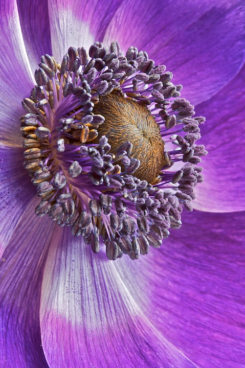 Arrayed in Purple