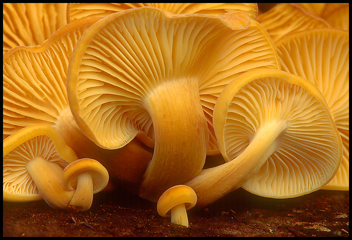 collybia mushrooms