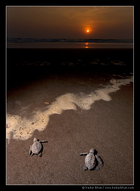 Olive ridley turtles released