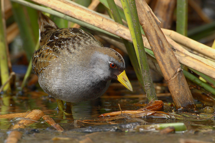 Sora Rail