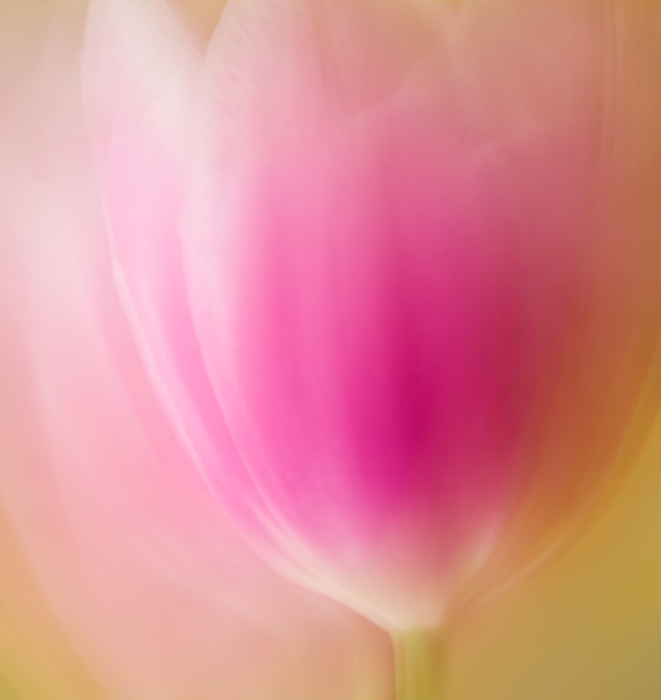 Tulip Dreams