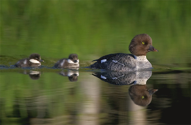 Goldeneye and ducklings