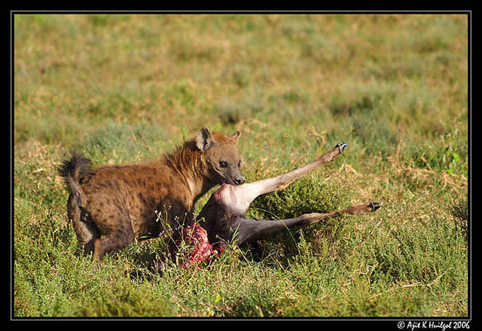 Spotted hyena with kill