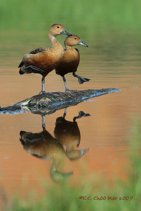 Lesser Whistling Duck pair