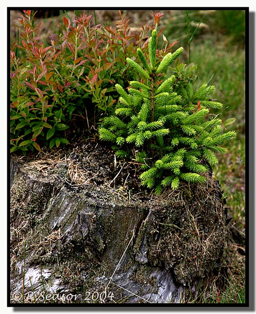 WC#133-The Tenacity Tree