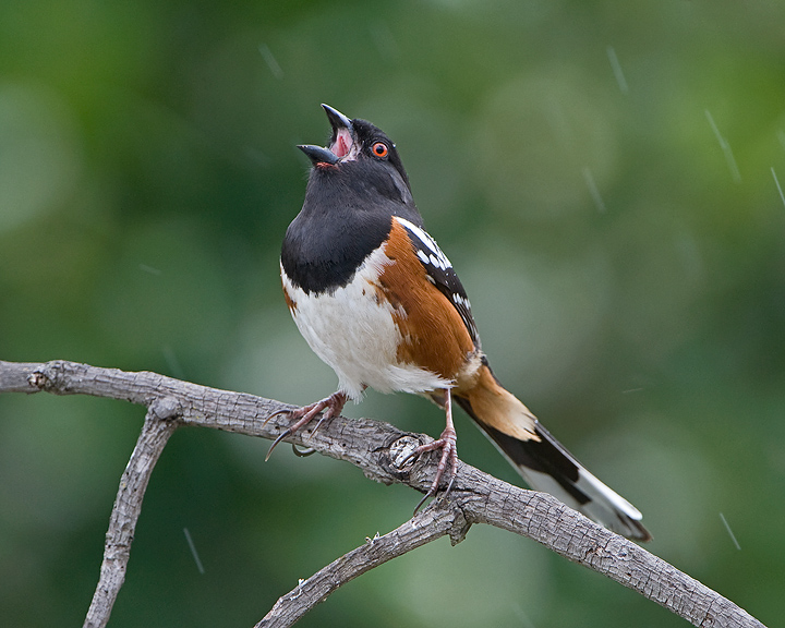 Spotted Towhee