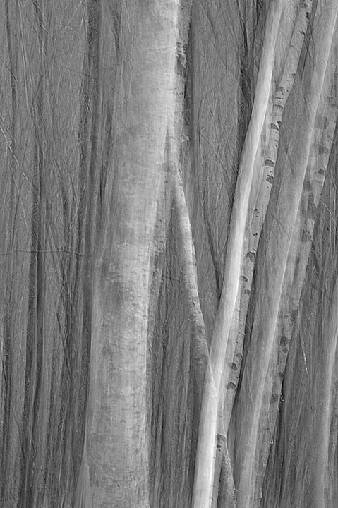 Birch Images