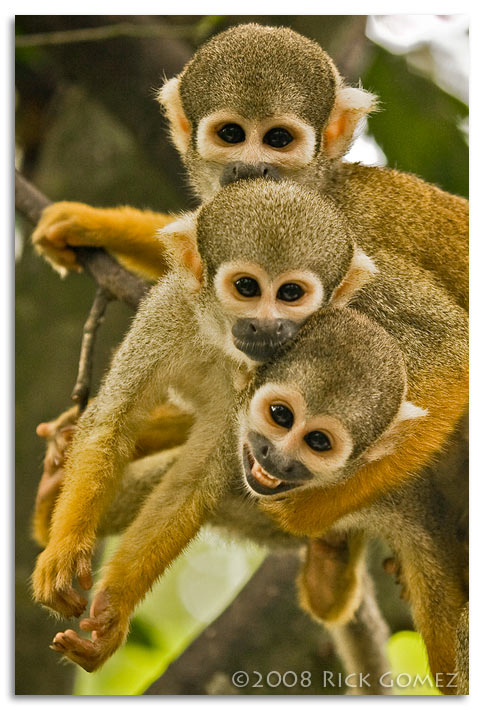 Monkeying Around