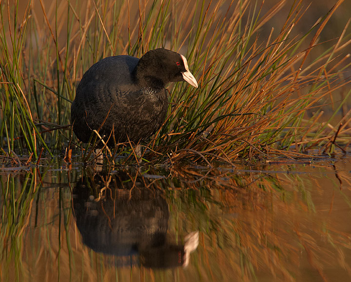 just a simple Coot