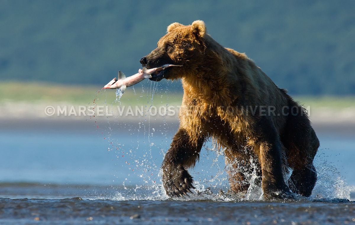 The Unfortunate Salmon