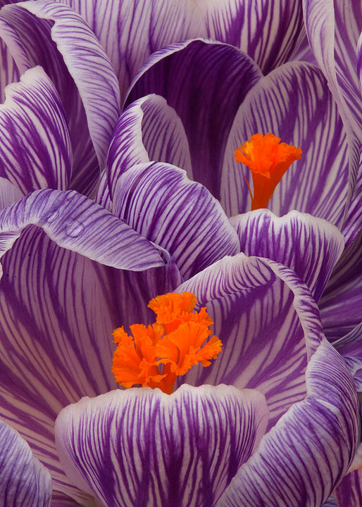  Crocus Closeup