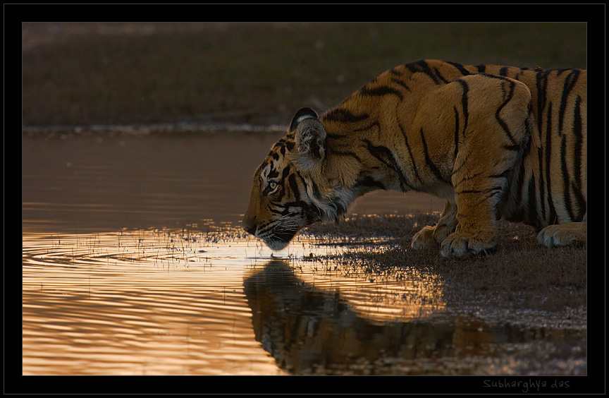 Drink at Dusk