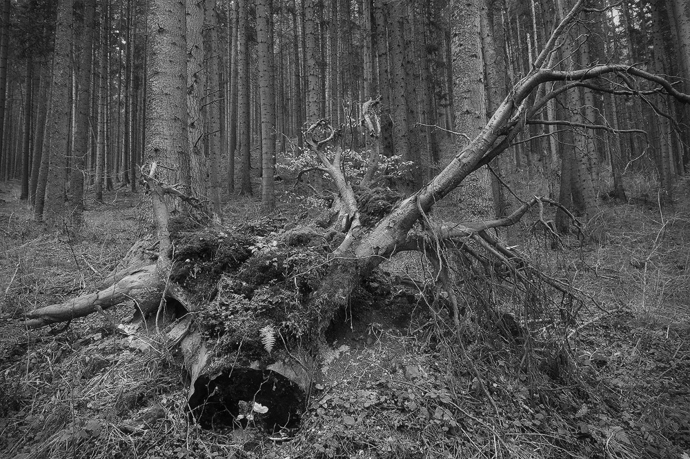 Sometimes Nature wins