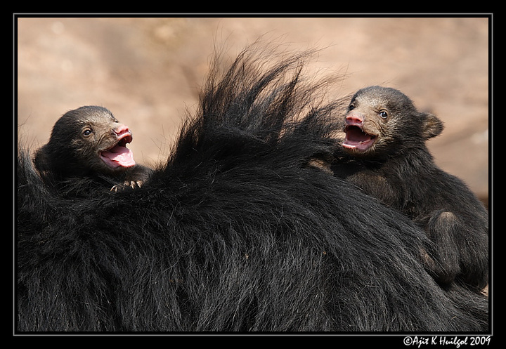 Sloth bear cubs