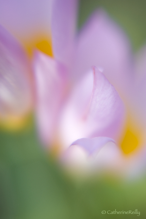 Tulip Dreamland