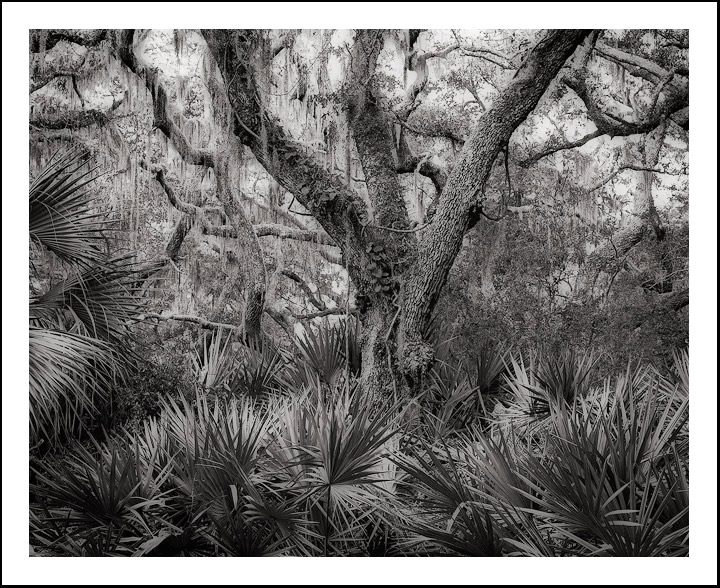 Live Oak