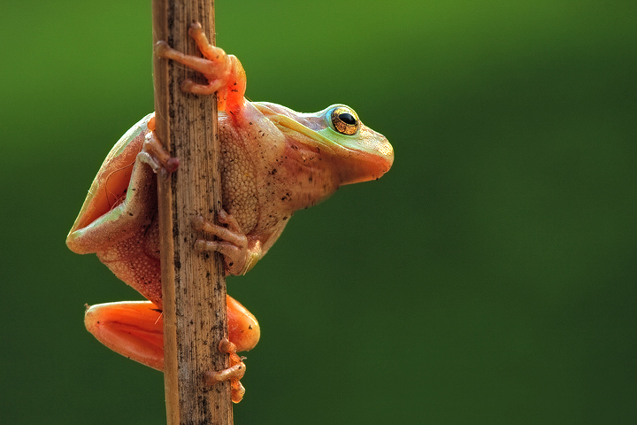 Common tree frog (Hyla arborea)