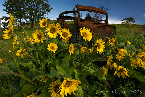 Pushing up daisies,,,,