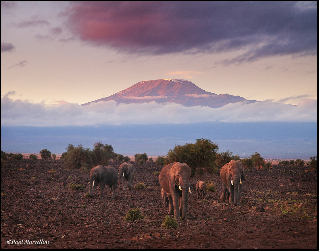 Just an elephantscape