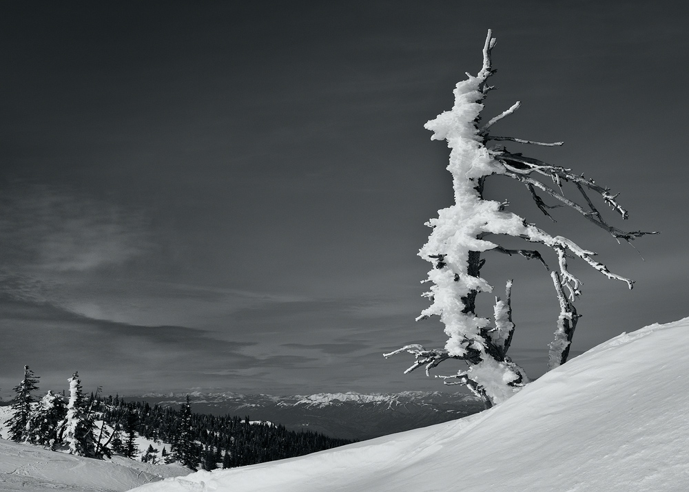 WC #380 - Resisting the Wind