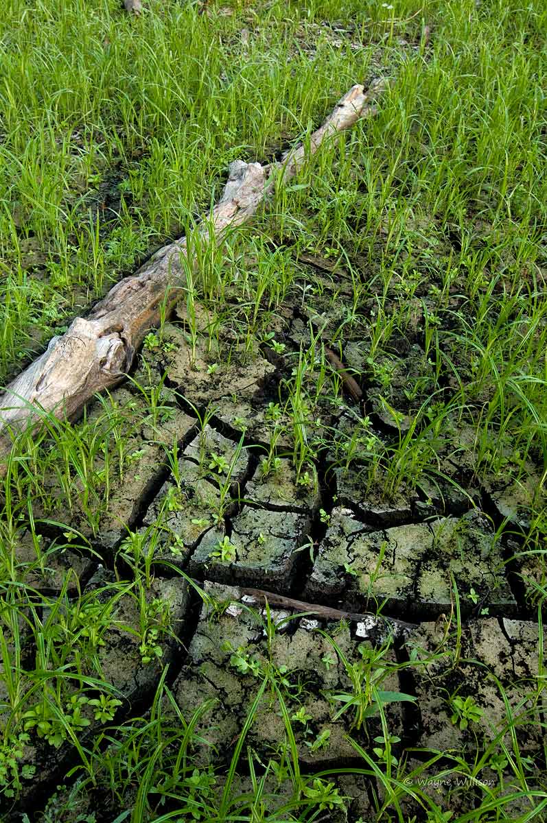 Dried Everglades Pond