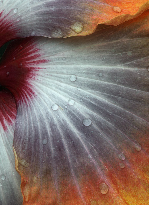  Japanese Hibiscus