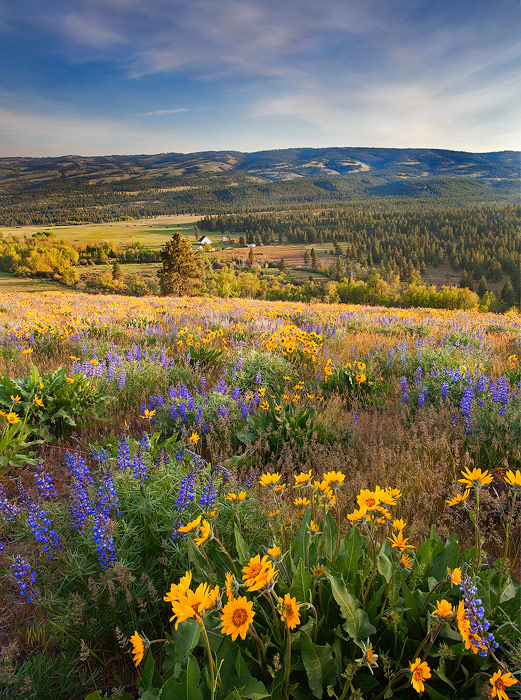 Golden Valley