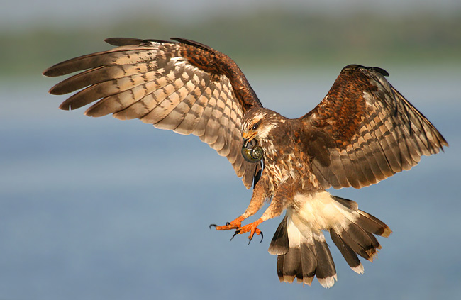 Snail Kite in Flight with Prey