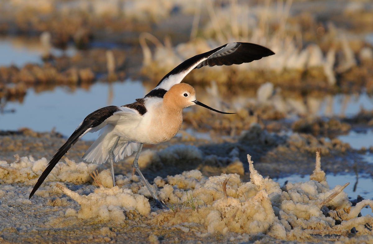 American Avocet
