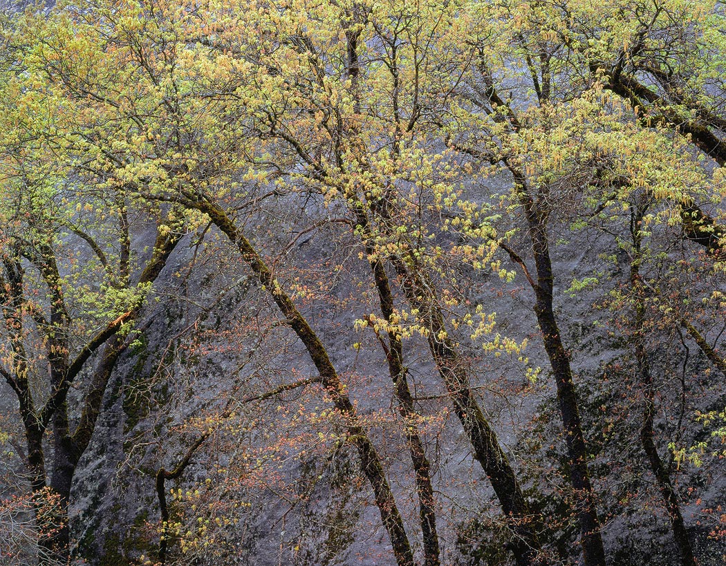 Black Oak Spring