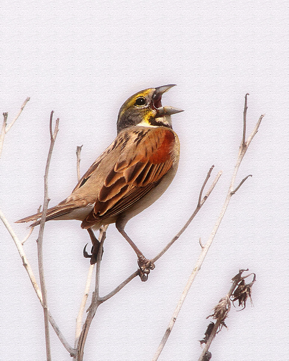 Dickcissel on canvas