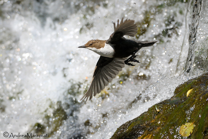 Dipper