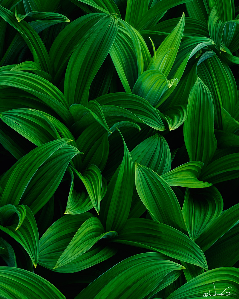 Veratrum