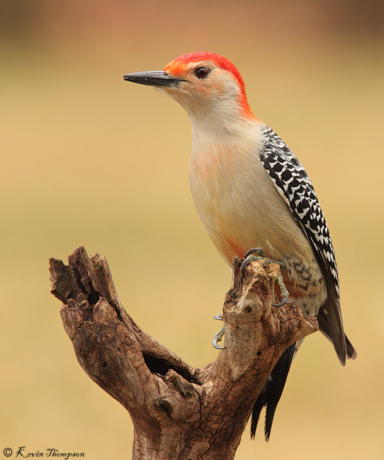 Red-bellied Woodpecker